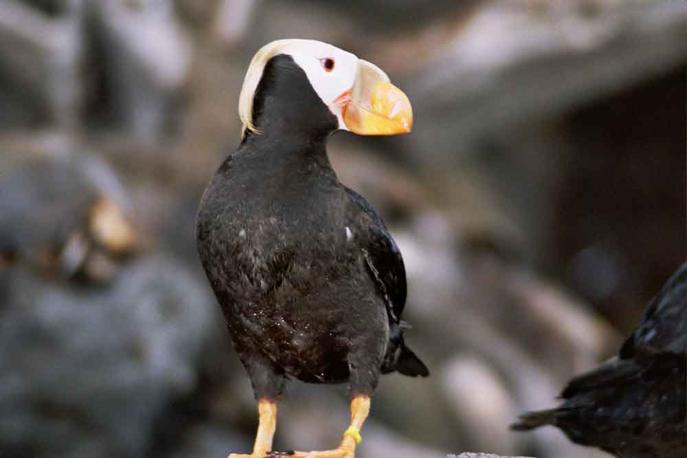 Frailecillo o Puffin - Alaska - EEUU 1.jpg